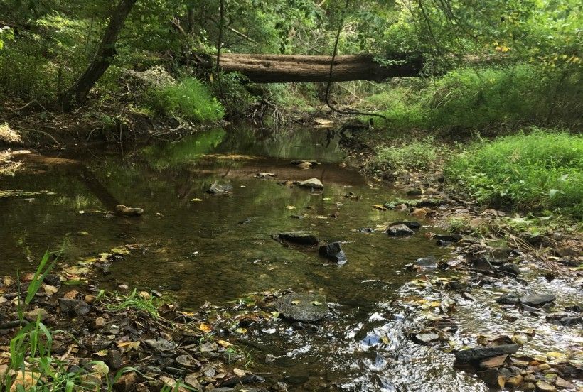 Environmental Currents Spring 2021 Brandywine Conservancy and Museum